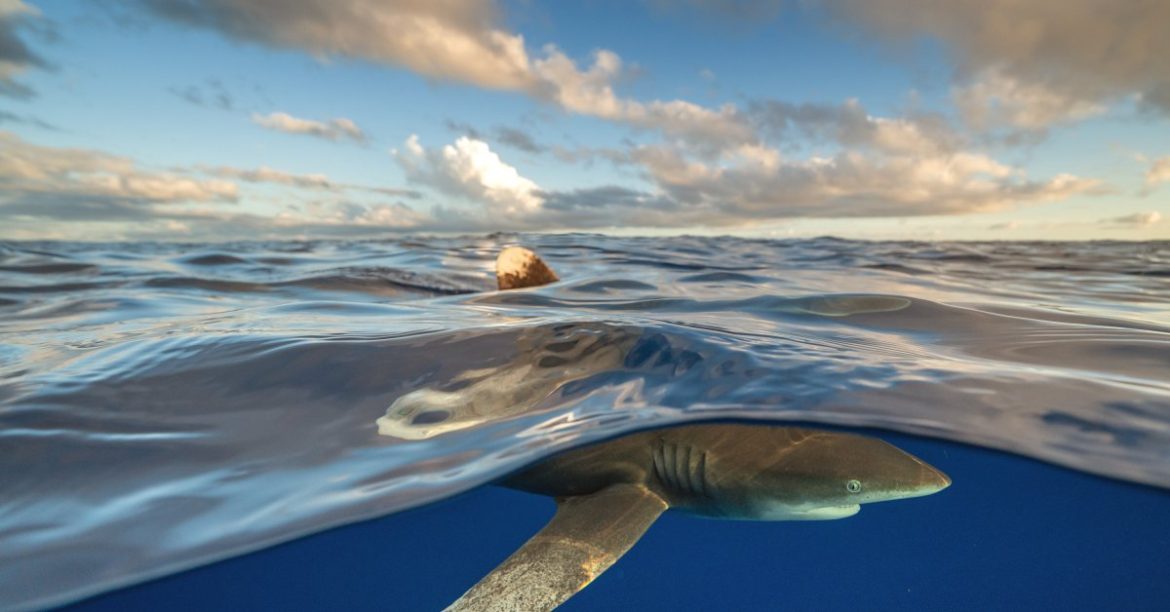 Good News About Sharks