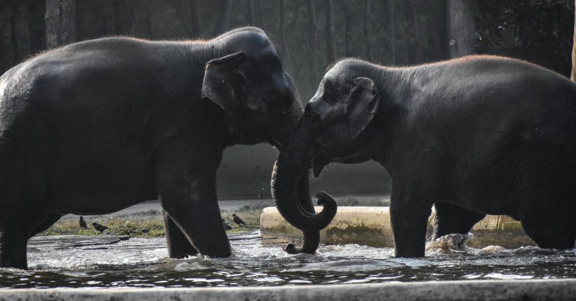 The Company Behind the Dire Wolf Comeback Is on a Mission to Save the DNA of 10,000 Animals